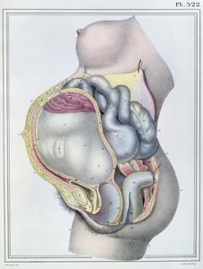 1825年にG.ドフレイによって彫刻されたジュールクロケ作「Manuel d&39;Anatomie descriptive du Corps Humain」からの妊婦の解剖学
